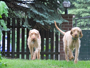 Anton und Willow